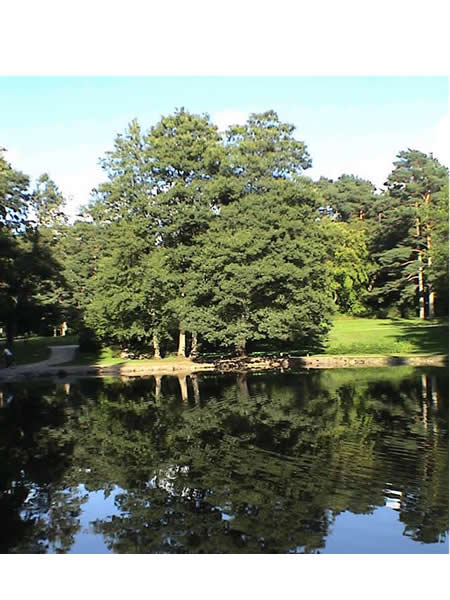 ����������� �����