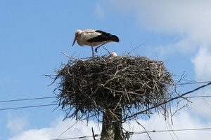 ����������� �����